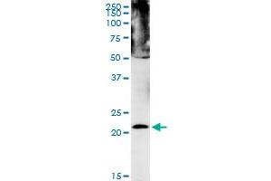 Western Blotting (WB) image for anti-Chromobox Homolog 5 (CBX5) (AA 1-191) antibody (ABIN525195)
