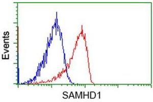 Image no. 3 for anti-SAM Domain and HD Domain 1 (SAMHD1) antibody (ABIN1500801) (SAMHD1 抗体)
