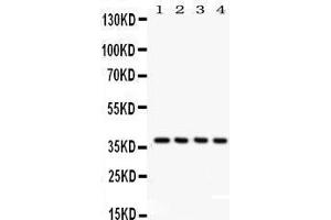Anti- JAB1 Picoband antibody, Western blotting All lanes: Anti JAB1  at 0.