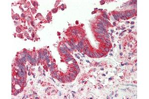 Anti-TSPAN12 antibody IHC staining of human lung, respiratory epithelium. (TSPAN12 抗体  (AA 185-234))