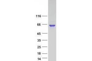 LGSN Protein (Transcript Variant 1) (Myc-DYKDDDDK Tag)