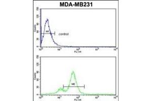 AHSA1 Antibody (N-term) (ABIN389425 and ABIN2839507) flow cytometric analysis of MDA-M cells (bottom histogram) compared to a negative control cell (top histogram). (AHSA1 抗体  (N-Term))