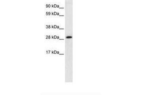 Activator of Basal Transcription 1 抗体  (AA 174-223)