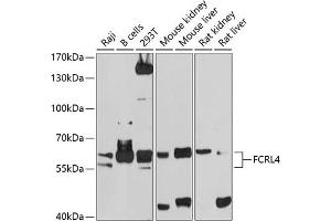 Western blot analysis of extracts of various cell lines, using FCRL4 antibody (ABIN6130396, ABIN6140563, ABIN6140564 and ABIN6214543) at 1:1000 dilution. (FCRL4 抗体  (AA 120-387))