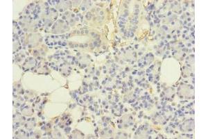 Immunohistochemistry of paraffin-embedded human pancreatic tissue using ABIN7174455 at dilution of 1:100 (UBE2G2 抗体  (AA 1-165))