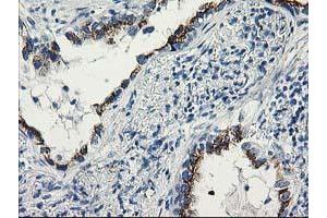 Image no. 7 for anti-Tubulin tyrosine Ligase-Like Family, Member 12 (TTLL12) antibody (ABIN1499030) (TTLL12 抗体)