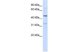 Western Blotting (WB) image for anti-Interleukin 28 Receptor, alpha (Interferon, lambda Receptor) (IL28RA) antibody (ABIN2459163) (IL28RA 抗体)