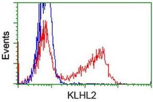 HEK293T cells transfected with either RC205347 overexpress plasmid (Red) or empty vector control plasmid (Blue) were immunostained by anti-KLHL2 antibody (ABIN2453211), and then analyzed by flow cytometry. (KLHL2 抗体  (AA 1-100, AA 494-593))