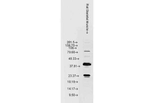 HSPB8 抗体  (Biotin)