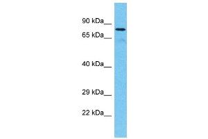 Western Blotting (WB) image for anti-Tetratricopeptide Repeat Domain 30A (TTC30A) (C-Term) antibody (ABIN2774584) (TTC30A 抗体  (C-Term))