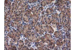 Image no. 13 for anti-Glucosidase, Beta, Acid 3 (Cytosolic) (GBA3) (AA 1-150), (AA 370-469) antibody (ABIN1490582)