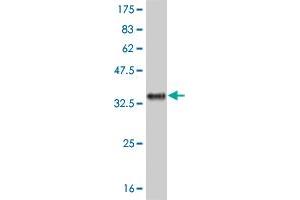 Western Blot detection against Immunogen (31. (IL-8 抗体  (AA 21-99))