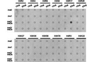 Dot-blot analysis of all sorts of methylation peptides using H3R17me2a antibody. (Histone 3 抗体  (H3R17me2a))
