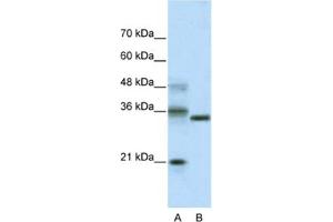 Western Blotting (WB) image for anti-Hairy and Enhancer of Split 4 (HES4) antibody (ABIN2461262) (HES4 抗体)