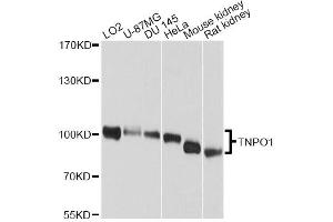 Western blot analysis of extracts of various cell lines, using TNPO1 antibody. (Transportin 1 抗体)