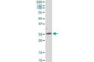 AK3 MaxPab polyclonal antibody. (Adenylate Kinase 3 抗体  (AA 1-227))