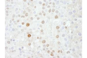 Immunohistochemistry (IHC) image for anti-Forkhead Box K1 (Foxk1) (AA 683-733) antibody (ABIN7448569) (Foxk1 抗体  (AA 683-733))