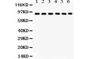 Anti- Oct-1 Picoband antibody, Western blotting All lanes: Anti Oct-1  at 0. (POU2F1 抗体  (AA 11-240))