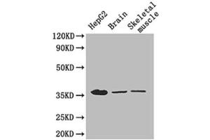 Western Blotting (WB) image for anti-Glyceraldehyde-3-Phosphate Dehydrogenase (GAPDH) (AA 3-105) antibody (ABIN2931072) (GAPDH 抗体  (AA 3-105))