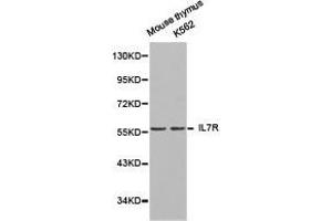 Western Blotting (WB) image for anti-Interleukin 7 Receptor (IL7R) antibody (ABIN1873219) (IL7R 抗体)