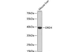 Western blot analysis of extracts of Mouse liver using DRD4 Polyclonal Antibody at dilution of 1:500. (DRD4 抗体)
