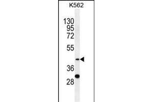SPB4 Antibody (C-term) (ABIN655518 and ABIN2845033) western blot analysis in K562 cell line lysates (35 μg/lane).