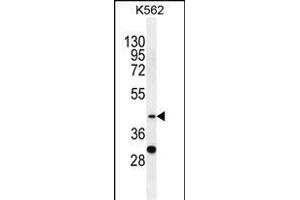 SPB4 Antibody (C-term) (ABIN655518 and ABIN2845033) western blot analysis in K562 cell line lysates (35 μg/lane). (SERPINB4 抗体  (C-Term))