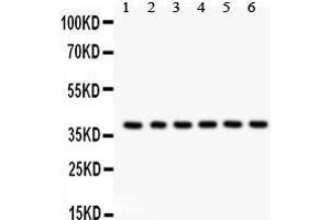 Western Blotting (WB) image for anti-Serine/threonine Kinase Receptor Associated Protein (STRAP) (AA 78-104), (N-Term) antibody (ABIN3043302) (STRAP 抗体  (N-Term))