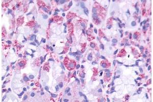 Anti-CCKBR antibody  ABIN1048383 IHC staining of human stomach. (CCKBR 抗体  (Cytoplasmic Domain))