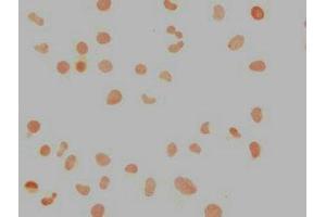 Immunocytochemistry (ICC) image for anti-Nanog Homeobox (NANOG) (AA 1-305) antibody (ABIN7155816)