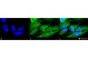 Immunocytochemistry/Immunofluorescence analysis using Rabbit Anti-p38 Polyclonal Antibody . (MAPK14 抗体  (FITC))