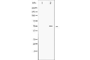 Western blot analysis of AML1 phosphorylation expression in Jurkat whole cell lysates,The lane on the left is treated with the antigen-specific peptide. (RUNX1 抗体  (pSer276))
