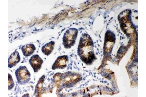 Anti-Hsp60 Picoband antibody, (ABIN3043854), IHC(P)IHC(P): Mouse Intestine Tissue (HSPD1 抗体  (AA 260-496))