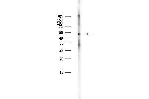 Western blot analysis of lysates from Mouse brain, using Phospho-PKA R2 (Ser99) Antibody at 1/1000 dilution.