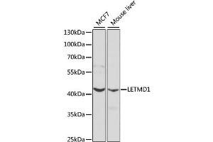 Western blot analysis of extracts of various cell lines, using LETMD1 antibody (ABIN1873537) at 1:1000 dilution. (LETMD1 抗体)