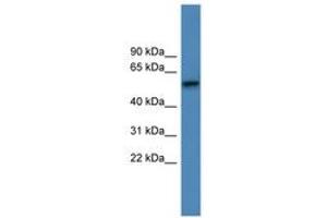 Image no. 1 for anti-Adrenergic Receptor, alpha 1d (ADRA1D) (AA 286-335) antibody (ABIN6746725) (ADRA1D 抗体  (AA 286-335))