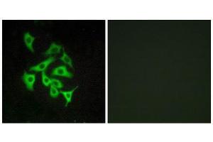 Immunofluorescence (IF) image for anti-Relaxin/insulin-Like Family Peptide Receptor 4 (RXFP4) (C-Term) antibody (ABIN1852882) (RXFP4 抗体  (C-Term))