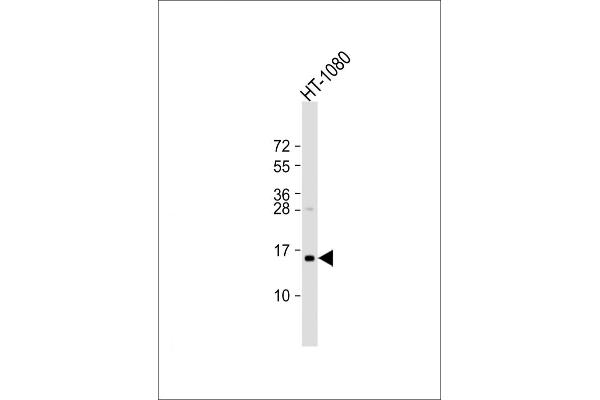 TAX1BP3 抗体  (AA 71-103)