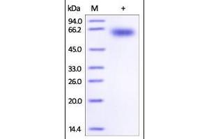 SDS-PAGE (SDS) image for Programmed Cell Death 1 (PDCD1) (AA 25-167) (Active) protein (Fc Tag) (ABIN2181617)