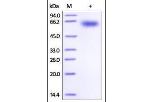 Mouse PD-1, Fc Tag on SDS-PAGE under reducing (R) condition. (PD-1 Protein (AA 25-167) (Fc Tag))