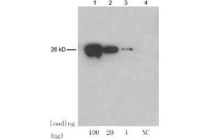 Lane 1-3: 100 ng, 20 ng, 4 ng GST fusion protein Lane 4: NC: E. (GST 抗体)