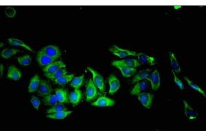 Immunofluorescent analysis of HepG2 cells using ABIN7157221 at dilution of 1:100 and Alexa Fluor 488-congugated AffiniPure Goat Anti-Rabbit IgG(H+L) (Kallikrein 8 抗体  (AA 87-241))