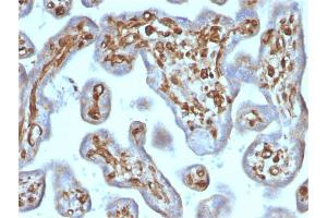 Formalin-fixed, paraffin-embedded human Placenta stained with Moesin Mouse Recombinant Monoclonal Antibody (rMSN/492). (Recombinant Moesin 抗体)
