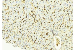 ABIN6275344 at 1/100 staining Mouse liver tissue by IHC-P. (PECI/ECI2 抗体  (Internal Region))