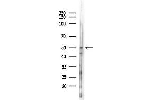 anti-G Protein-Coupled Receptor 83 (GPR83) (N-Term) antibody