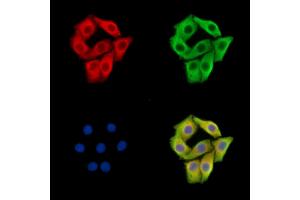 ABIN7096003 and ABIN7100065 staining Hela cells by IF/ICC.