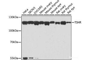 Western blot analysis of extracts of various cell lines using TSHR Polyclonal Antibody at dilution of 1:1000. (TSH receptor 抗体)