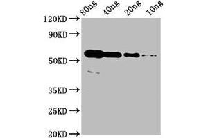 Western Blot Positive WB detected in Recombinant protein All lanes: rhoac antibody at 4 μg/mL Secondary Goat polyclonal to rabbit IgG at 1/50000 dilution Predicted band size: 51 kDa Observed band size: 56 kDa (RhoA/ C (AA 1-190) 抗体)