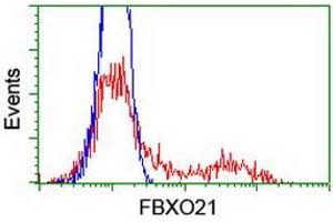 HEK293T cells transfected with either RC223095 overexpress plasmid (Red) or empty vector control plasmid (Blue) were immunostained by anti-FBXO21 antibody (ABIN2455351), and then analyzed by flow cytometry. (FBXO21 抗体)