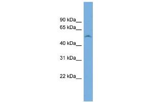 WB Suggested Anti-FAM83F Antibody Titration: 0. (FAM83F 抗体  (N-Term))